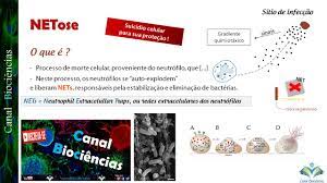 When a neutrophil encounters a pathogen, it can respond in several ways: Nem Apoptose Nem Necrose Netose Youtube