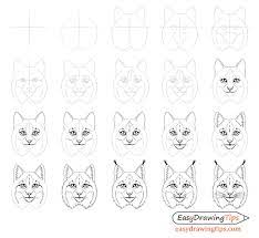 Effortlessly learn to draw many easy drawings and illustrations with our simple easy drawings step by step for free, animations and offline easy drawing videos and professional easy drawings. How To Draw A Lynx Face Head Step By Step Easydrawingtips