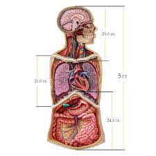 One of the best histology sites on the internet! Anatomy Jigsaw Puzzles By Genius Games Science Puzzles