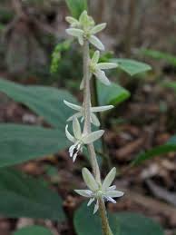 Image result for Petiveriaceae