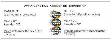 Poultry Genetics An Introduction Small And Backyard Poultry