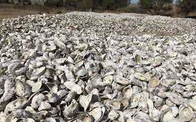Oyster shells also helps maintain normal cell function, necessary for producing strong egg shells. Shuck Don T Chuck Shell Recycling Project