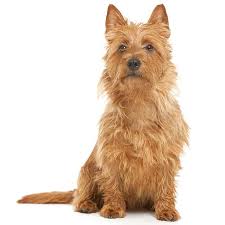 Terrier Dog Breeds Types Of Terriers Breed Info Pictures