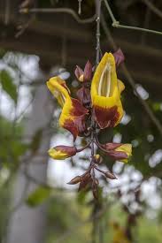 Image result for Thunbergia mysorensis