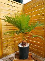 Image result for Cycas thouarsii