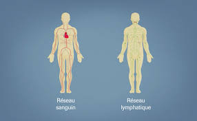 Leucémie aiguë ou chronique (cancer de sang) : Tout Comprendre Sur Les Differences Entre Leucemies Et Lymphomes Voix Des Patients