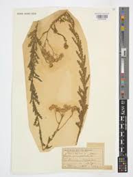 Image result for Nidorella pinnata