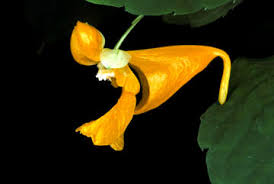 Image result for Impatiens psychadelphoides