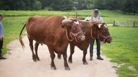 Oxen Basics