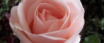 They were later introduced to market in the same country by warner's roses. Floribunda Rose Rosa Pretty Lady