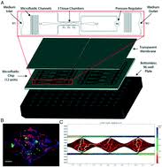 The alternative color for this cancer is brown ribbon. An In Vitro Vascularized Micro Tumor Model Of Human Colorectal Cancer Recapitulates In Vivo Responses To Standard Of Care Therapy Lab On A Chip Rsc Publishing