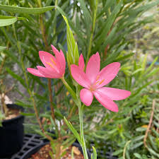 Image result for Hesperantha