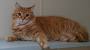 Orange Maine Coon Short Hair