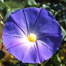 Find Green Hope Farm Flower Essences From Green Hope Farm Flower Essences Flower Essences Hope Flower Flower Essences Remedies