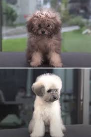 We earn a commission for products purchased through some links in this article. 31 Dogs That Look Almost Unrecognizable After Seeing These Groomers Bored Panda