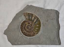 Fossilicious.com has a wide selection of ammonites to add to your collection or. Fossil Ammonite An Ancestor Of Today S Squid Abraham Lincoln Book Shop Inc