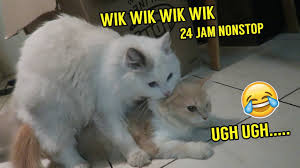 Berbagai pilihan tema desain seperti casual, musik, rock band, movie, sport, sepak bola, otomotif, games, superhero, surfing, urban, vintage, dll semua tersedia di sini 45 Meme Lucu Kucing Kawin Serbameme