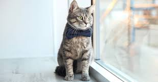 Pinned onto cat collarsboard in cat accessories category. 10 Best Names For Male Cats Updated October 2020