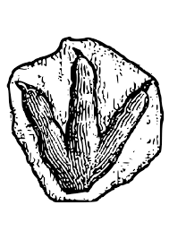 Printable dinosaur coloring pages and sheets to color. Coloring Page Footprint Dinosaur Free Printable Coloring Pages Img 22713