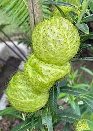 Image result for Gomphocarpus physocarpus
