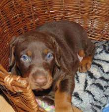Doberman puppies for adoption in nj. Doberman Puppies For Sale Nj