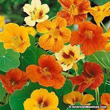 Dwarf Nasturtium Seeds Tom Thumb Mix Nasturtium Flower Seeds Wildflower Seeds