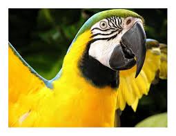parrot by chacalxxx on deviantart parrot parrots art pet birds