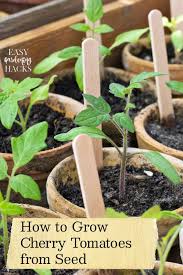 Check spelling or type a new query. How To Grow Cherry Tomatoes From Seed Easy Gardening Hacks