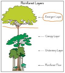 Struktur, jenis karakteristik sel tumbuhan berbeda dengan sel hewan. Jenis Tumbuhan Hutan Hujan Tropis Guru Geografi