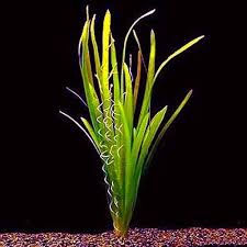 Image result for Vallisneria