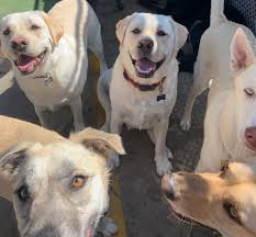 The dogging community on reddit. Doggin Around Daycare Home Facebook