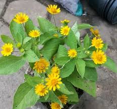 Sketsa bunga matahari tersebut terlihat sangat detail dan nyata menyerupai bentuk aslinya. Jual Tanaman Hias Bunga Matahari Mini Pohon Matahari Bunga Kecil Di Lapak Restu Bunda Flora Bukalapak