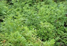 Image result for Rubus rosifolius