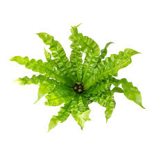 Birds Nest Fern Safe For Cats Asplenium Nidus Crispy Wave Pleated Bird S Nest Fern 12 X 30cm In 2020 Plants Bird Nest Fern Air Purifying Plants