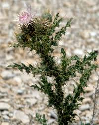 Image result for Cirsium