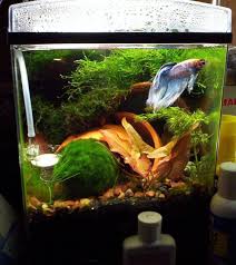 How To Take Care Of Betta Fish In 2020 Betta Tank Betta Aquarium Betta Fish