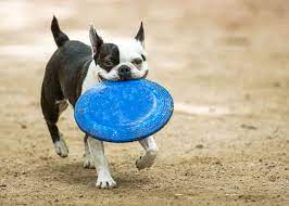 Maybe you would like to learn more about one of these? Black And White Dog Breeds Dalmatian Border Collie Boston Terrier