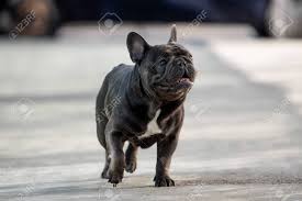 We did not find results for: Cute French Bulldog Puppy Walking Free On The Pavement In Front Of The House Stock Photo Picture And Royalty Free Image Image 122267633