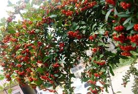 Image result for Pyracantha cf. crenulata