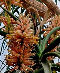 Image result for Aloidendron barberae