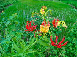 Image result for Colchicaceae