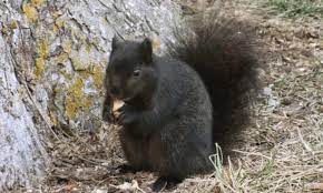Check spelling or type a new query. Black Squirrel Super Species No Just A Darker Shade Of Grey Wildlife The Guardian