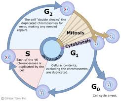 Gist In The News Cell Cycle Mitosis Somatic Cell