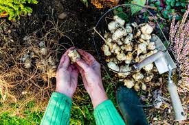 Topinambur selber im garten anbauen. Topinambur Pflege Ernte Verwendung Plantura