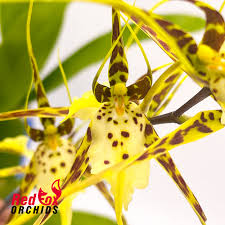 Image result for Bulbophyllum longiflorum