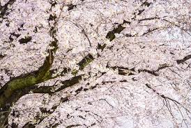 Maybe you would like to learn more about one of these? 4 Best Flowering Cherry Trees To Grow In The South Gardener S Path