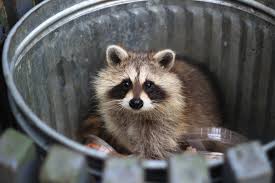 It's important that you hire a pest control company that is familiar with the cleanup after a raccoon removal. Backyard Buddies Rocky Raccoon And The Gang Universal Pest Control