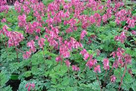 Dicentra Formosa Luxuriant Ground Cover Long Flowering Under The Trees But Summer Dormancy Shade Garden Garden Plants