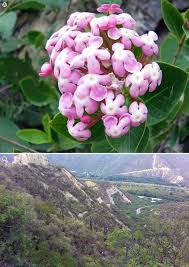 Image result for Rogiera cordata
