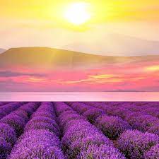 Flowers Water And Sun Naturephotography Nature Naturelovers Nature Good Sun Flowers Water Per Beautiful Landscapes Nature Photography Beautiful Nature
